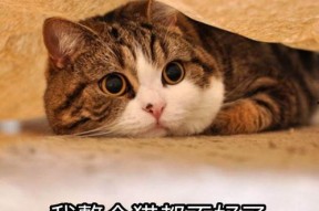 娱乐吃瓜酱猫妈,揭秘娱乐圈背后的温馨故事